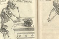 Ur Andreas Vesalius ”De humani corporis fabrica libri septem”.