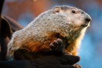 Punxsutawney Phil är det kändaste väderoraklet som framträder på Groundhog Day i USA. Arkivbild.