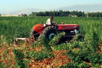 En traktor kör fram över en cannabisodling i Baalbek i Libanon 2011. Det har blivit allt vanligare att jordbrukare i regionen byter potatis och bönor mot den billigare grödan cannabis.