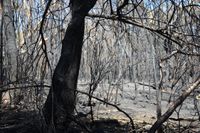 Utbränd skog efter en av bränderna i Australien. Arkivbild.