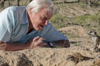 David Attenborough i tv-serien ”Planet Earth”. 