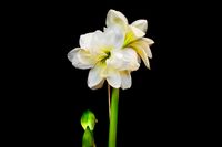 Inget lyser upp i vintermörkret som en dubbelblommande vit amaryllis. Sorten ’Alfresco’ brukar framkalla habegär.