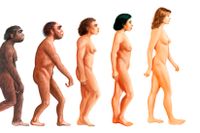 Stadier i människans evolution.