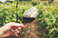 9 eleganta viner på populära pinotdruvan