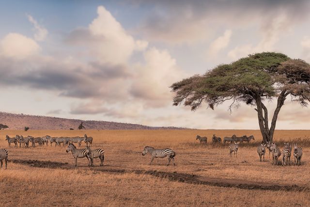 Zebror på Serengetis vidsträckta savann. 