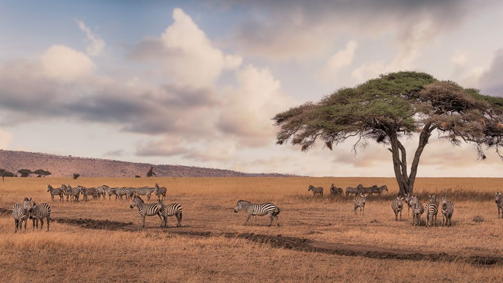Zebror på Serengetis vidsträckta savann. 