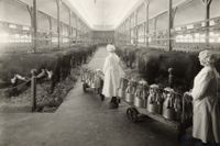 Stallpersonal kör in mjölkningsmaskiner i kostallet på Hamra Gård i Tullinge någon gång i början av 1920-talet. 