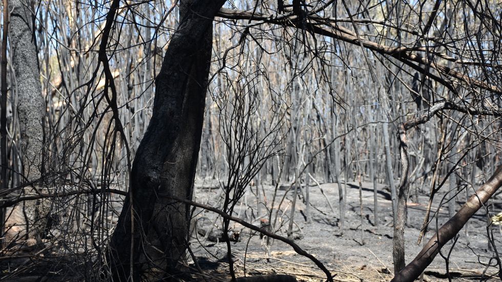 Skogspartier utanför Sydney efter bränderna.