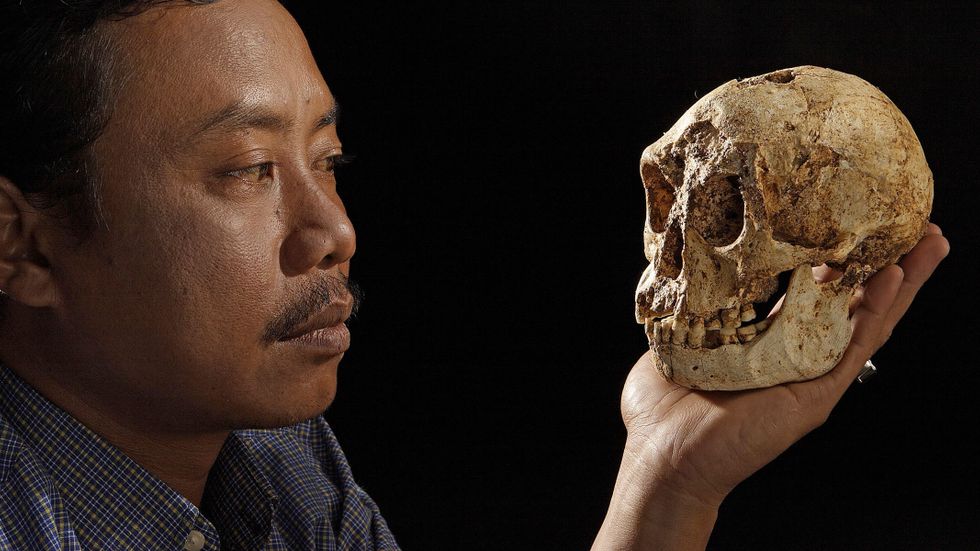 Thomas Sutikna vid Jakartas arkeologiska centrum med ett Homo floresiensis-kranium som påträffades i Indonesien 2003.