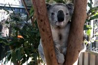 Koalan riskerar att försvinna från Australiens östkust. På koalasjukhuset i Port Macquarie i New South Wales vilar koalan George upp sig. Arkivbild.
