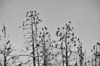 Skarvarnas frätande avföring får platserna de häckar på att se döda ut. Men när fåglarna överger en häckningsplats kommer växtligheten tillbaka. Arkivbild.