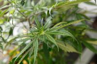 En laglig och beskattad marijuanaplanta.