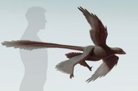 Dåtidens rovfågel Rekonstruktion av den i år upptäckta Changyuraptor yangi, en örnstor fyrvingad rovdinosaurie från Kina. Den styrde sin luftfärd med sina 30 centimeter långa stjärtfjädrar – rekord – för cirka 125 miljoner år sedan. 1,5 meter lång totalt.